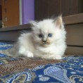 /album/foto3/josephina-jpg/